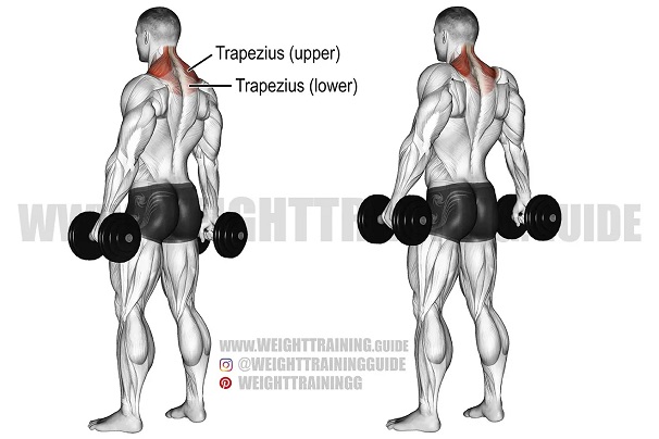 bai-tap-cau-vai-dumbbell-shrug-3